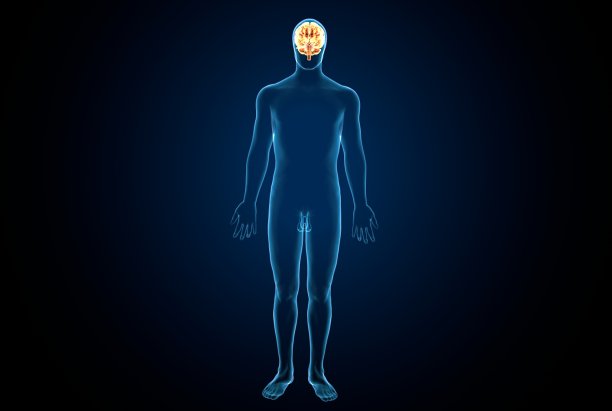 人脑交叉解剖学的三维渲染图片下载