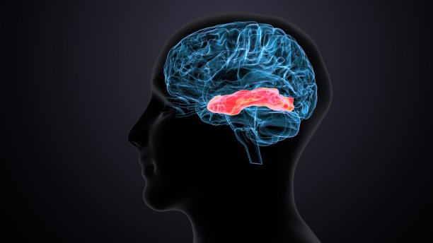 人脑交叉解剖学的三维渲染图片下载