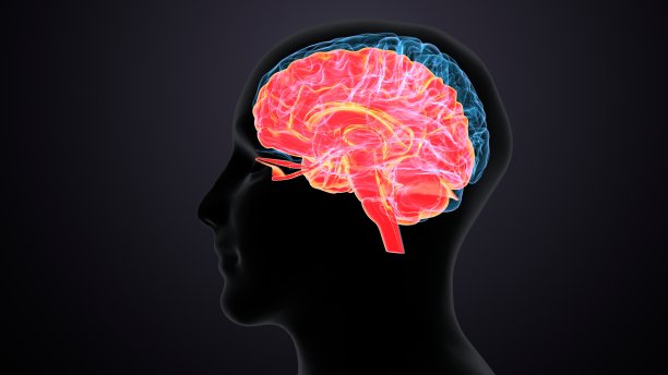 人脑交叉解剖学的三维渲染图片下载