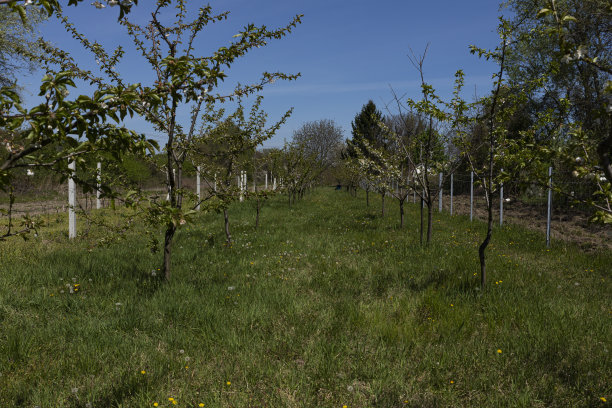 果园里盛开的树木。春季开花概念图片下载