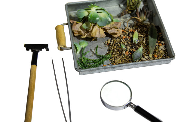 盒子里的植物被隔离在白色的背景上，带有用于艺术治疗的植物标本室工具。图片下载