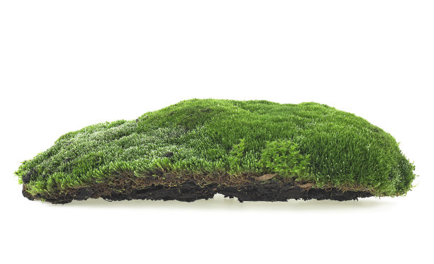 孤立在白色背景上的绿色苔藓。森林苔藓。图片下载