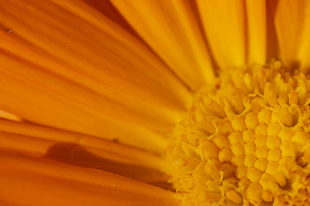 万寿菊，鲜花-库存照片图像图片下载