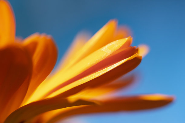 万寿菊，鲜花-库存照片图像图片下载