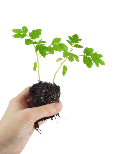手握番茄幼苗与根隔离图片下载
