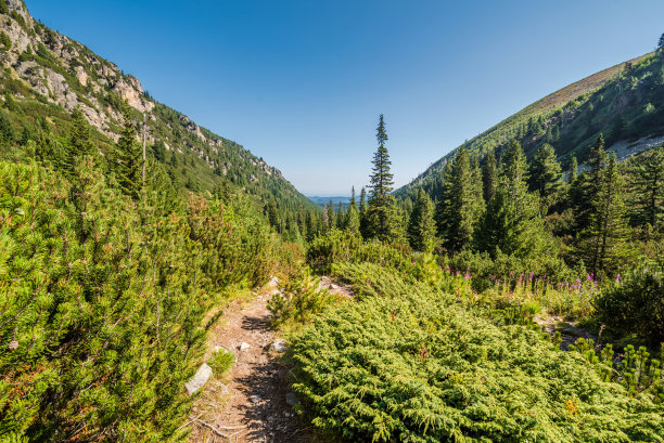 保加利亚里拉山的翠绿山景，森林中的松树小径图片下载