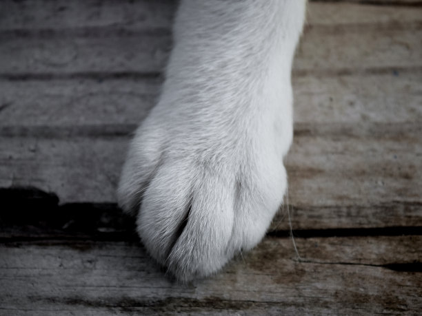 猫的爪子图片下载