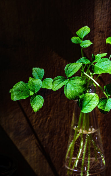一束绿色的树枝插在玻璃花瓶里。家庭园艺。桌子上装饰用的花。图片下载