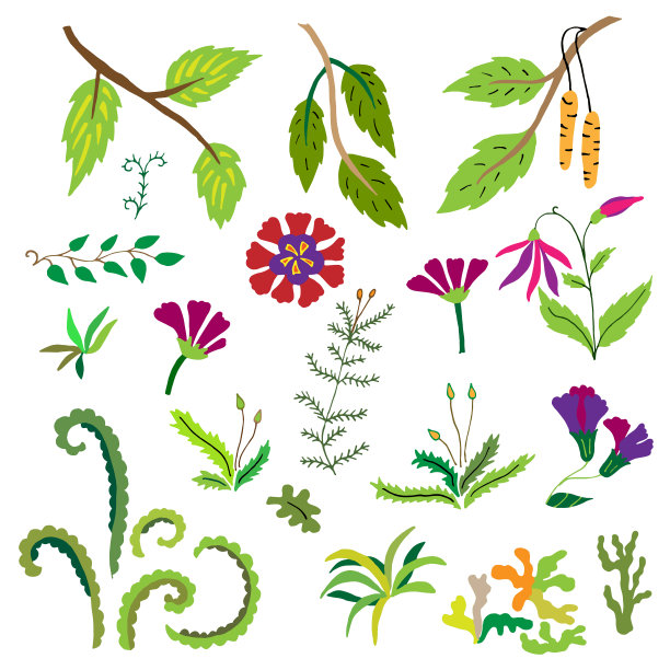 一套森林草本植物，花，苔藓，地衣，树枝，叶子的矢量插图。在白色背景的孤立元素的植物学收集。图片下载