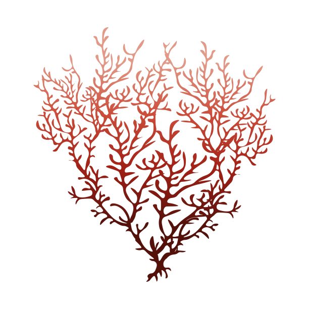 红色珊瑚孤立在白色背景，股票矢量插图设计和装饰图片下载