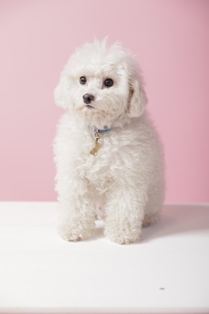 白色的小狗坐在粉红色的背景下图片下载