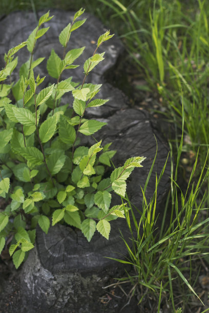 一棵灰色的老树在春天长出了新枝。图片下载