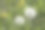 阳光明媚的春日，公园里毛茸茸的蒲公英。图片下载