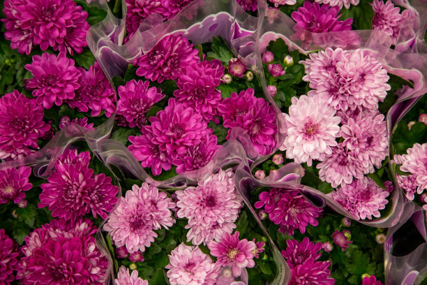 紫苑的花束。彩色花朵的全帧照片。自然图案墙纸或贺卡..图片下载