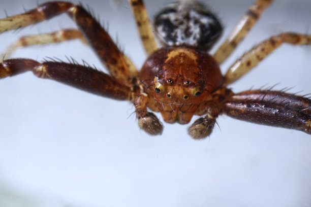 这是一张7毫米长的雌性红蟹蜘蛛(Xysticus lanio)的脸部和眼部特写照片。图片下载