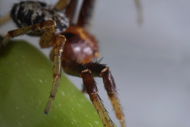 这是一张7毫米长的雌性红蟹蜘蛛(Xysticus lanio)的脸部和眼部特写照片。图片下载