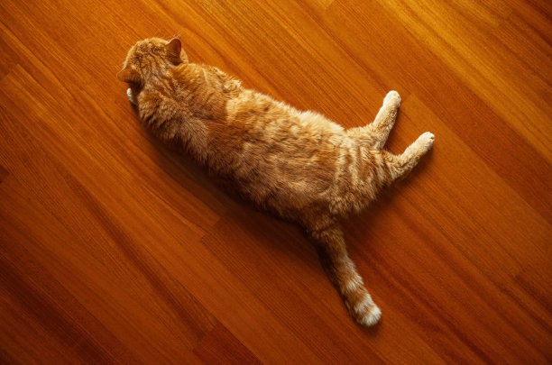 猫美国短毛成年桔睡在木地板上图片下载