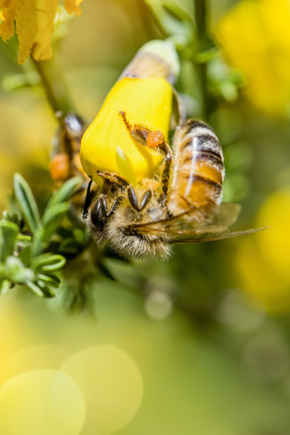 蜜蜂在开花的口香糖上图片下载