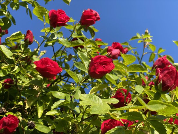 红玫瑰特写图片下载