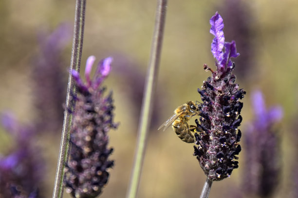 蜜蜂与薰衣草“笨蛋”图片下载