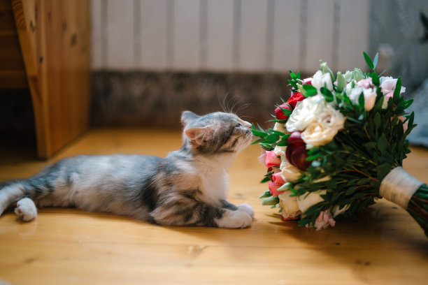 小猫躺着，嗅着婚礼花束里的花图片下载