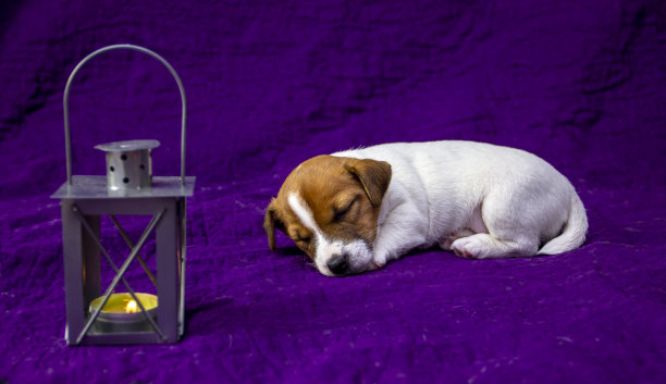 小狗母杰克罗素梗睡在一个紫色的背景与手电筒在其中蜡烛是点燃。晚上，。对比背景。水平图片下载