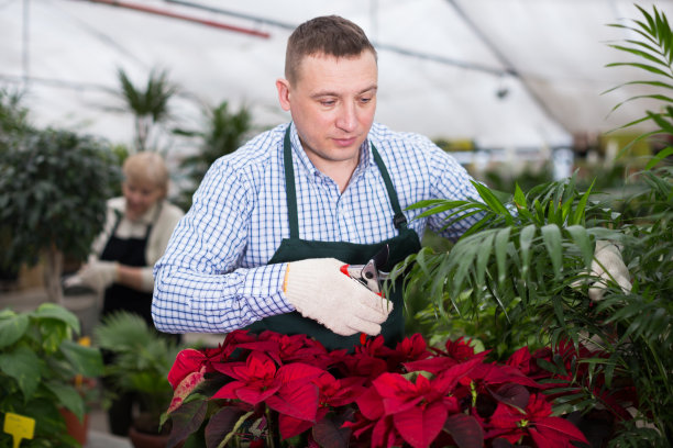 男园丁正在照顾鲜花与secateur图片下载