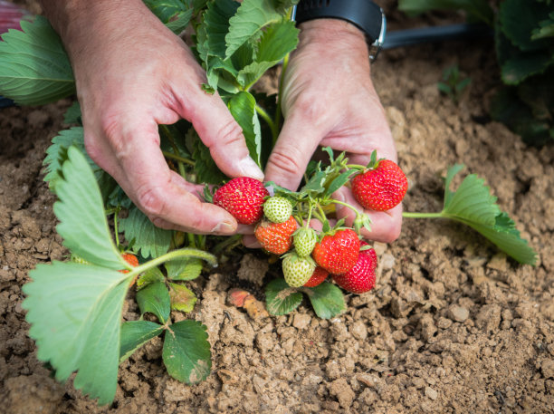 一个男人的手采摘成熟的草莓的特写。图片下载