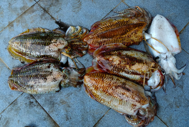 墨鱼是渔民的目标图片下载