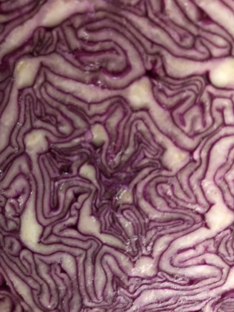红色卷心菜的内部特写图片下载