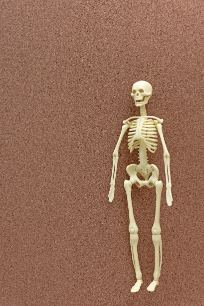 解剖塑料模型人体骨骼在木板和地方的文本图片下载