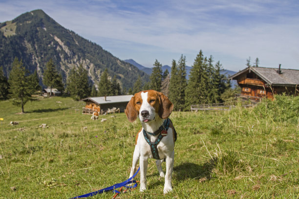 登山的小猎犬图片下载