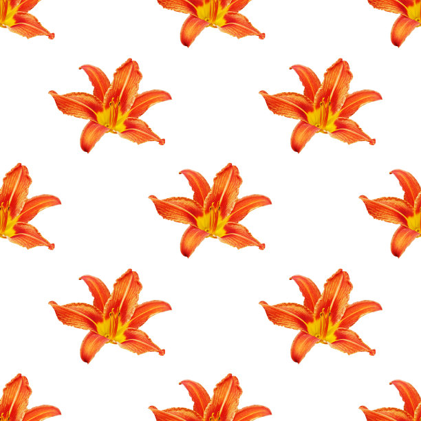 无缝图案橙色百合花白色背景孤立，红色和黄色的花瓣百合重复点缀，五颜六色的黄花菜纹理，百合花印花，现代百合墙纸，黄花菜背景图片下载