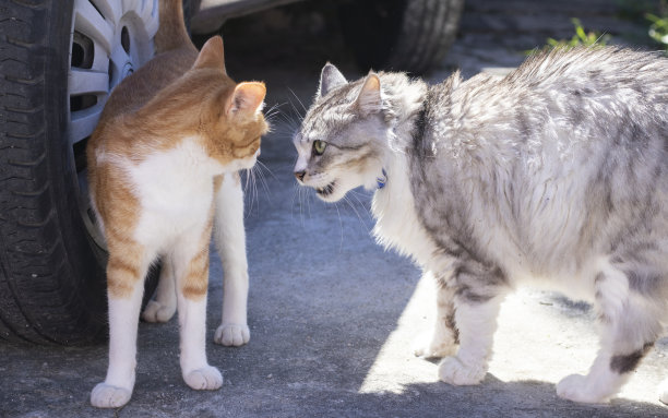 猫打架图片下载
