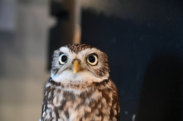 大眼睛的猫头鹰图片下载