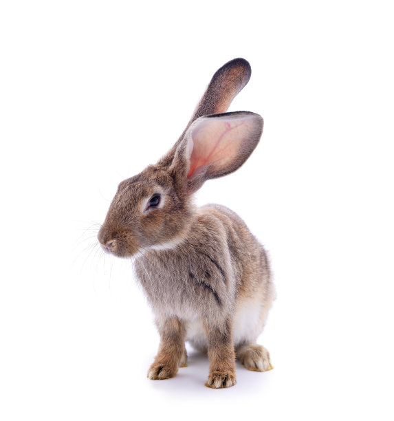 一只灰兔。图片下载