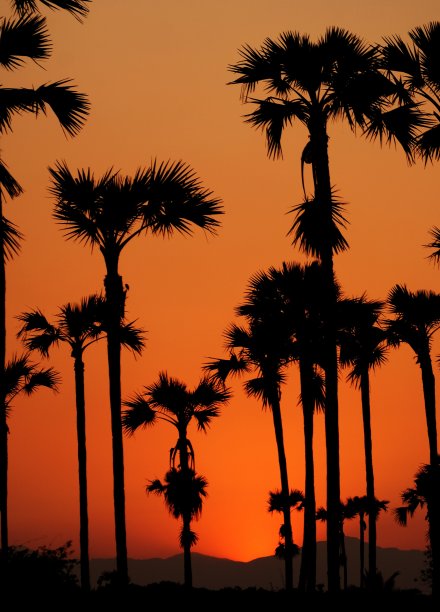 美丽的糖棕榈风景或棕榈在泰国的乡村图片下载