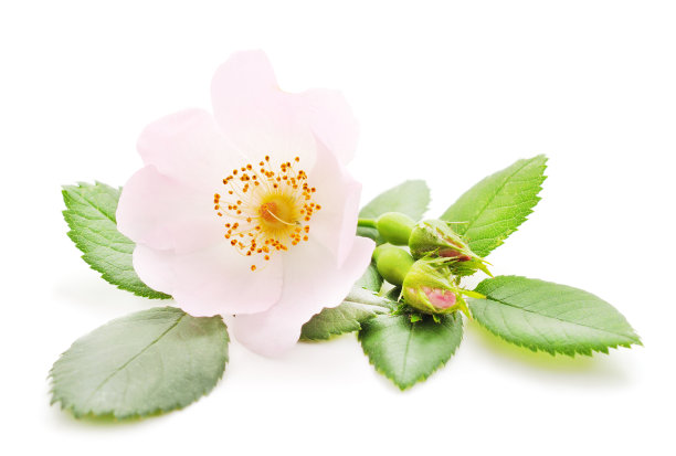 一朵野花。图片下载