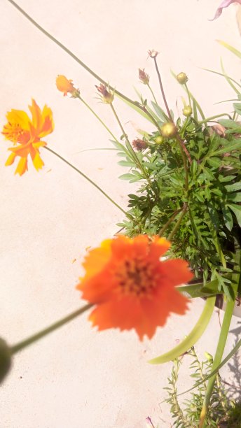 黄色的花图片下载