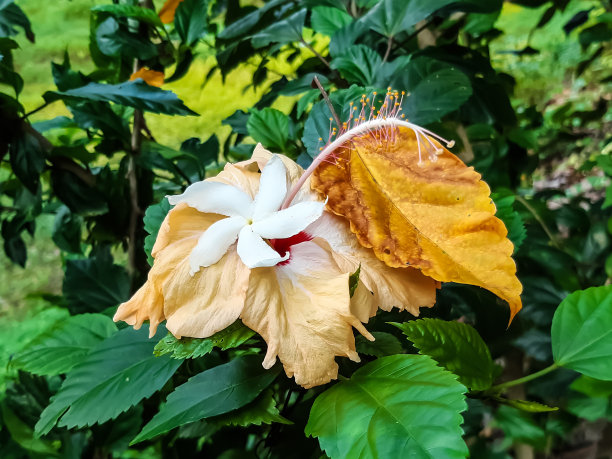 绿色的树上开着白色的木槿花。图片下载