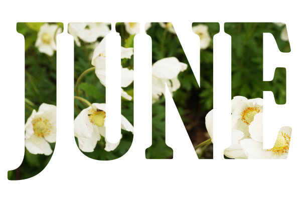 绿色的字六月与白色的花在自然的背景图片下载