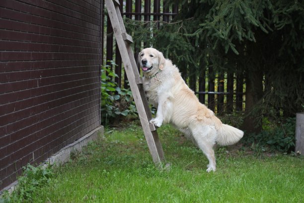 狗在户外的木梯上图片下载