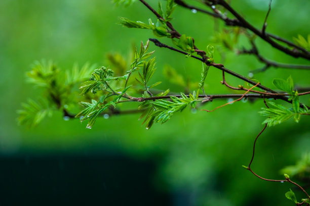 柔文在树枝上留下了特写图片下载