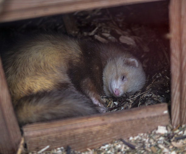 美丽有趣的浣熊正睡在木屋里，貂皮。宠物正直视着摄像机。春夏季主题背景。库存图片图片下载