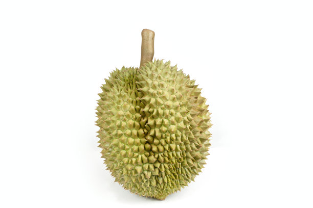 孤立的白底榴莲，是东南亚泰国的水果之王。图片下载