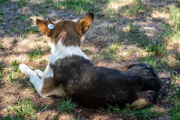 一只耳朵里插着芯片的绝育流浪狗。悲伤的杂种狗躺在地上。在夏天公园的草地上被遗弃的孤独的宠物。图片下载