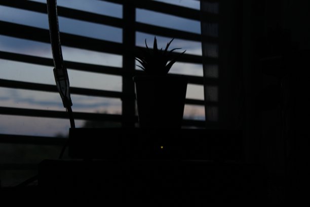 植物在窗口图片下载