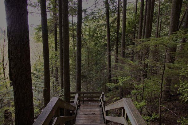 通往太平洋西北部森林的楼梯图片下载