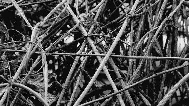 分支结构图片下载