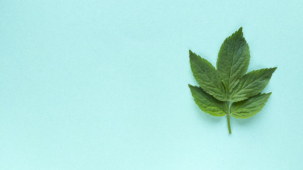 绿松石背景上的绿叶。简单的平铺与柔和的纹理和复制空间。时尚环保概念。股票的照片。图片下载